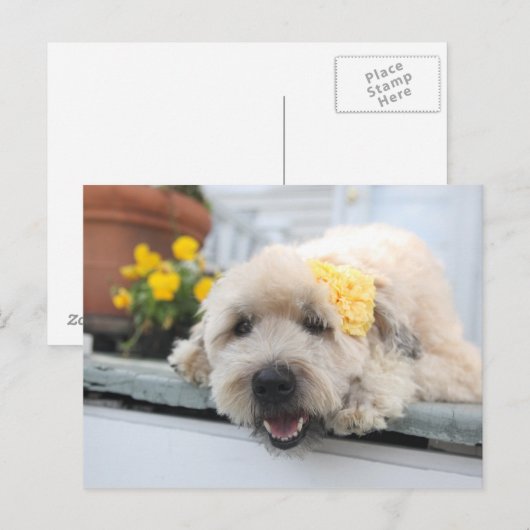 Sunny Day Wheaton Briefkaart (Voorkant / Achterkant)