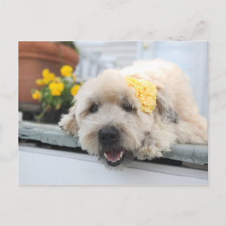 Sunny Day Wheaton Briefkaart