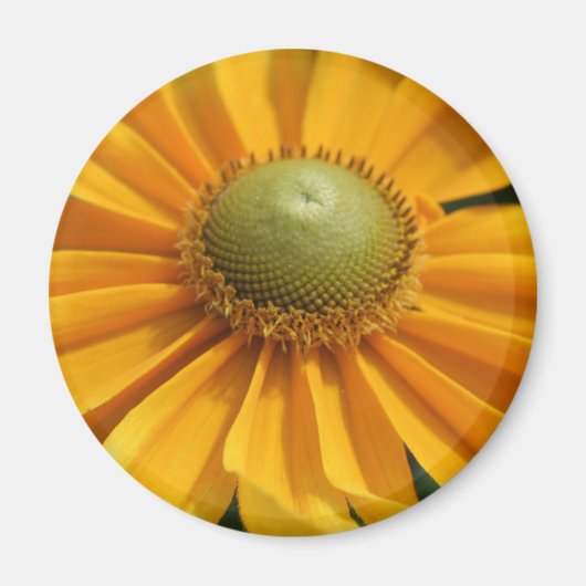 Sunny Day Yellow Gerbera Button Magneet (Voorkant)