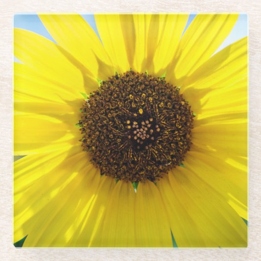 Sunny Daze plastic drink coaster Glazen Onderzetter (Voorkant)