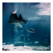 Sunny Fish Tank Perfect Poster (Voorkant)