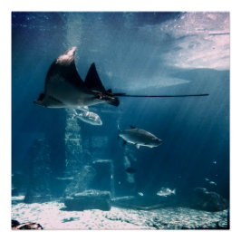 Sunny Fish Tank Perfect Poster