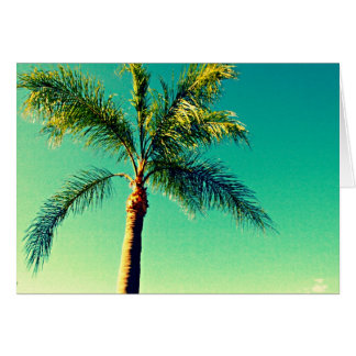 Sunny Florida Palm Tree Sky Afbeelding