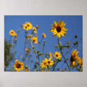 "Sunny Flowers" Poster (Voorkant)