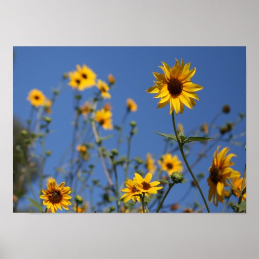 "Sunny Flowers" Poster (Voorkant)