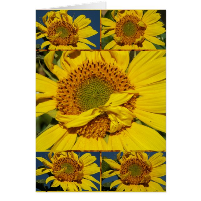 Sunny Flowery Sunshiney Day (Voorkant)