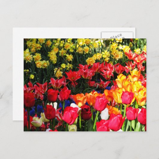 Sunny Garden Briefkaart (Voorkant / Achterkant)