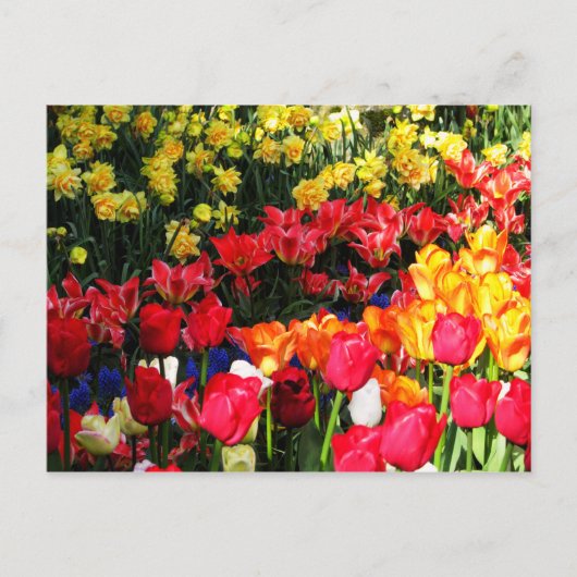 Sunny Garden Briefkaart (Voorkant)