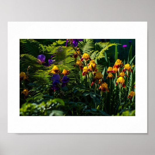 Sunny Garden Flowers Iris Natuur Poster (Voorkant)
