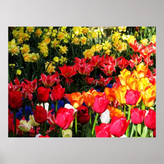 Sunny Garden Poster (Voorkant)