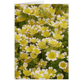 Sunny Gold White Flowers