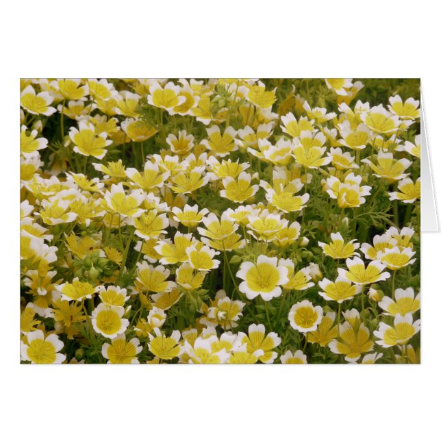 Sunny Gold White Flowers (Voorkant Horizontaal)