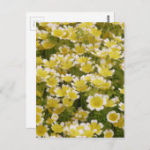 Sunny Gold White Flowers Briefkaart (Voorkant / Achterkant)