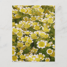 Sunny Gold White Flowers Briefkaart