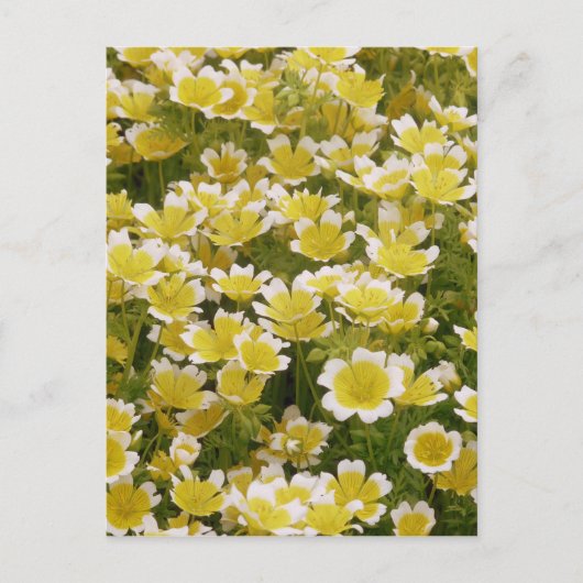 Sunny Gold White Flowers Briefkaart (Voorkant)