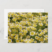 Sunny Gold White Flowers Briefkaart (Voorkant / Achterkant)