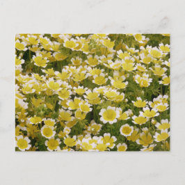 Sunny Gold White Flowers Briefkaart