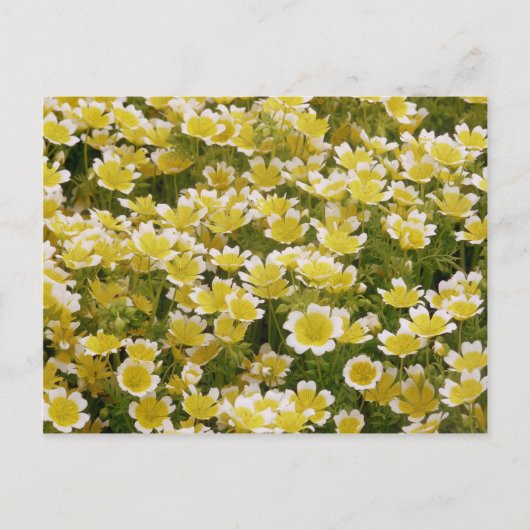 Sunny Gold White Flowers Briefkaart (Voorkant)