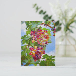 Sunny Grapevine - Kleurrijke Druiven Stilleven Ver Briefkaart
