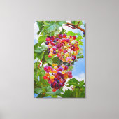 Sunny Grapevine - Kleurrijke Druiven Stilleven Ver Canvas Afdruk (Voorkant)