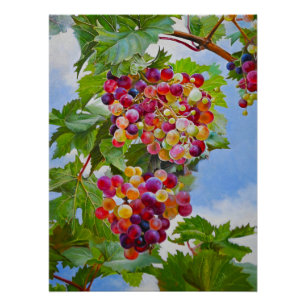 Sunny Grapevine - Kleurrijke Druiven Stilleven Ver Perfect Poster