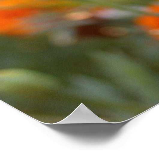 Sunny Marigold Poster (Hoek)