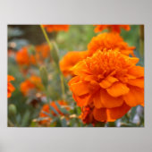 Sunny Marigold Poster (Voorkant)
