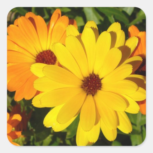 SUNNY MARIGOLDS VIERKANTE STICKER (Voorkant)
