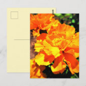 Sunny Oranje Marigolds Garden Flowers Briefkaart (Voorkant / Achterkant)