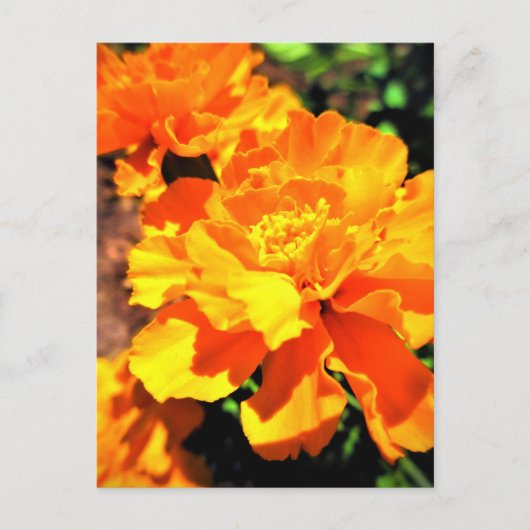 Sunny Oranje Marigolds Garden Flowers Briefkaart (Voorkant)