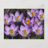 Sunny Paarse Crocuses Briefkaart (Voorkant)