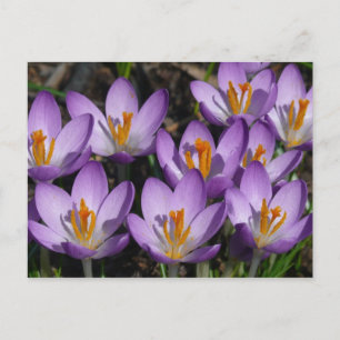 Sunny Paarse Crocuses Briefkaart