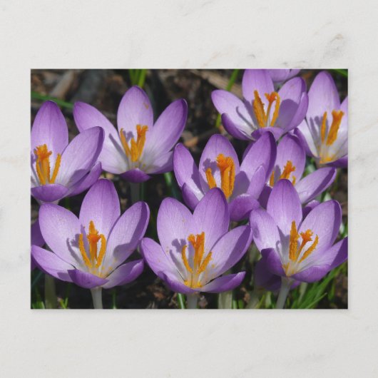 Sunny Paarse Crocuses Briefkaart (Voorkant)