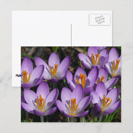 Sunny Paarse Crocuses Briefkaart (Voorkant / Achterkant)
