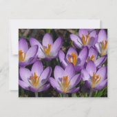 Sunny Paarse Crocuses Kaart (Voorkant)