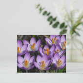 Sunny Paarse Crocuses Kaart (Staand voorkant)