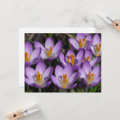 Sunny Paarse Crocuses Kaart (Voorkant / Achterkant in situ)