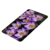Sunny Paarse Crocuses Magneet (Linkerzijde)