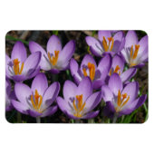 Sunny Paarse Crocuses Magneet (Horizontaal)