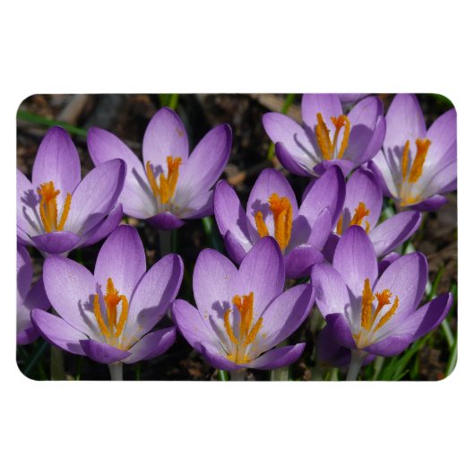 Sunny Paarse Crocuses Magneet (Horizontaal)