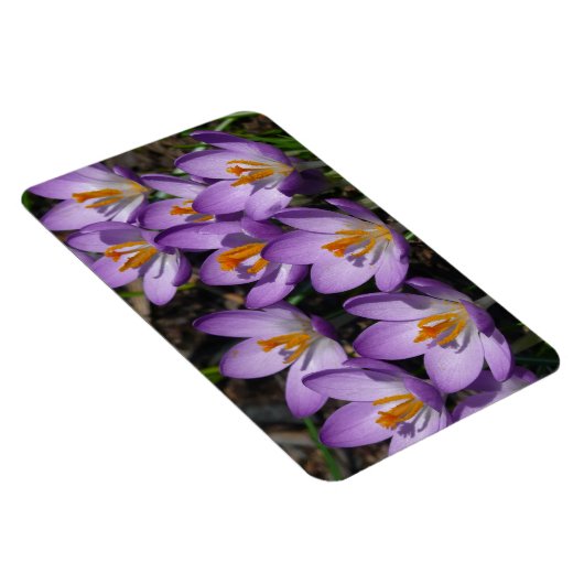 Sunny Paarse Crocuses Magneet (Rechterzijde)
