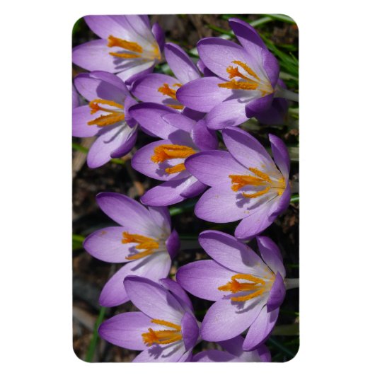 Sunny Paarse Crocuses Magneet (Verticaal)