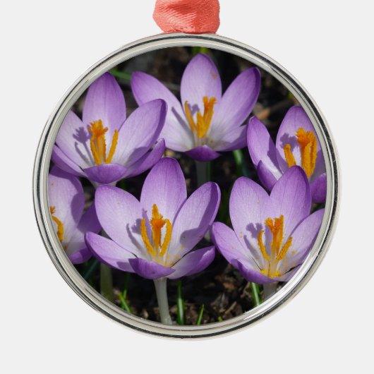 Sunny Paarse Crocuses Metalen Ornament (Voorkant)