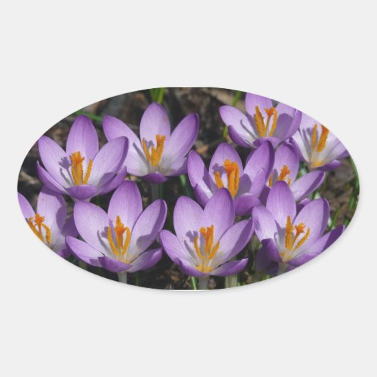 Sunny Paarse Crocuses Ovale Sticker (Voorkant)