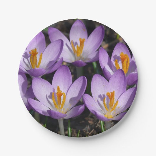 Sunny Paarse Crocuses Papieren Bordje (Voorkant)