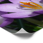 Sunny Paarse Crocuses Poster (Hoek)