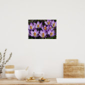 Sunny Paarse Crocuses Poster (Keuken)