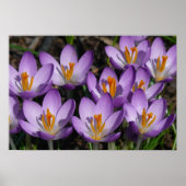 Sunny Paarse Crocuses Poster (Voorkant)