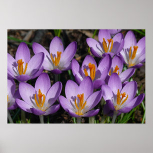 Sunny Paarse Crocuses Poster