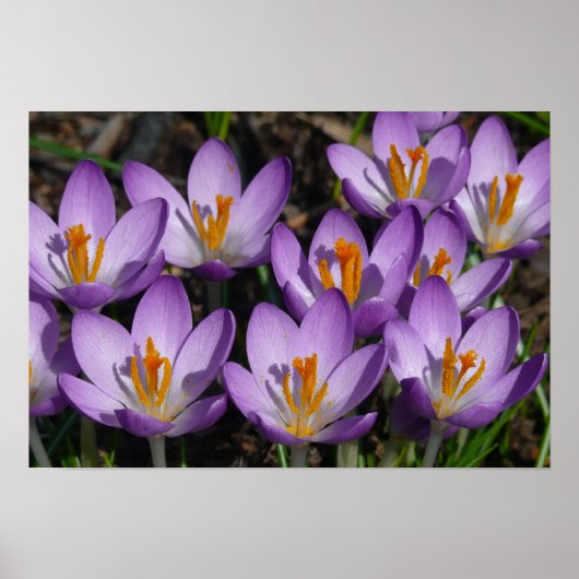 Sunny Paarse Crocuses Poster (Voorkant)